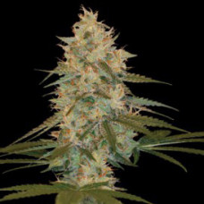 Auto Chocolope Feminised Silver