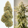 Cannabis seed variety Auto Cinderella Jack Feminised Silver