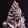 Семена конопли Auto Cream Caramel Feminised Silver от Error Seeds - Smartshop-smartshop.ua®