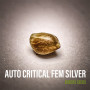 Сорт семян каннабиса Auto Critical XXL Feminised Silver