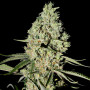 Cannabis seed variety Auto Critical XXL Feminised Silver