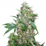 Семена конопли Auto Critical Silver regular от Error Seeds - Smartshop-smartshop.ua®
