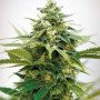 Cannabis seed variety Auto Critical XXL Feminised Silver