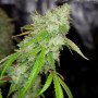 Насіння конопель Auto Daiquiri Feminised Silver від Error Seeds - Smartshop-smartshop.ua®