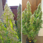 Насіння конопель Auto Daiquiri Feminised Silver від Error Seeds - Smartshop-smartshop.ua®