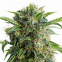Насіння конопель Auto Daiquiri Lime Feminised Silver від Error Seeds - Smartshop-smartshop.ua®