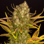 Насіння конопель Auto Dos Si Dos Feminised Silver від Error Seeds - Smartshop-smartshop.ua®