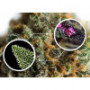 Семена конопли Auto Ha-Ha-Ha от Marley Seedbank - Smartshop-smartshop.ua®