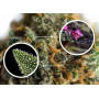 Семена конопли Auto Double Knockout от Marley Seedbank - Smartshop-smartshop.ua®