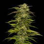 Насіння конопель Auto Dream Queen Feminised Silver від Error Seeds - Smartshop-smartshop.ua®