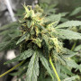 Насіння конопель Auto Gorilla Glue Feminised Silver від Error Seeds - Smartshop-smartshop.ua®