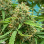 Семена конопли Auto Green Crack от Marley Seedbank - Smartshop-smartshop.ua®