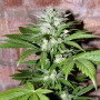 Cannabis seed variety Auto Hindu Kush Silver