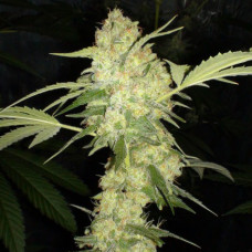 Auto Jack Herer Feminised Silver