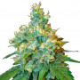 Cannabis seeds Auto JACK HERER from Victory Seeds at Smartshop-smartshop.ua®