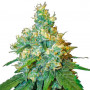 Насіння конопель Auto JACK HERER від Victory Seeds у Smartshop-smartshop.ua®