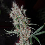 Семена конопли Auto Kali Mist Feminised Gold от Error Seeds - Smartshop-smartshop.ua®