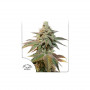 Cannabis seed variety AUTO KEROSENE KRASH®