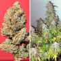 Cannabis seed variety AUTO KEROSENE KRASH®