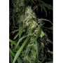 Cannabis seed variety Auto KRYPTONITE