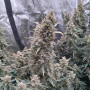 Cannabis seed variety Auto AK-47 Feminised Silver