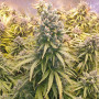 Cannabis seed variety AUTO LEMON KIX®