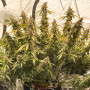 Cannabis seed variety AUTO LEMON KIX®