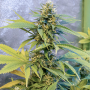 Насіння конопель Auto Lemon Kix Feminised Silver від Error Seeds - Smartshop-smartshop.ua®