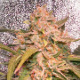 Насіння конопель Auto Lemon Kix Feminised Silver від Error Seeds - Smartshop-smartshop.ua®