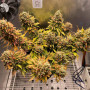 Насіння конопель Auto Lemon Kix Feminised Silver від Error Seeds - Smartshop-smartshop.ua®