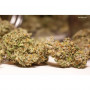 Насіння конопель Auto Lemon Kix Feminised Silver від Error Seeds - Smartshop-smartshop.ua®