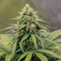 Семена конопли Auto Lemon Zkittlez от Marley Seedbank - Smartshop-smartshop.ua®