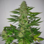 Cannabis seed variety Auto LSD Feminised Silver