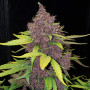 Cannabis seed variety Auto Magnesia Haze Feminised Silver