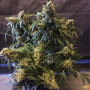 Cannabis seed variety Auto Sweet Mango Feminised Silver