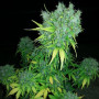 Семена конопли Auto MaxiGom Feminised Gold от Error Seeds - Smartshop-smartshop.ua®