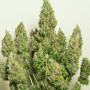 Cannabis seed variety AUTO MAZAR®
