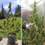 Cannabis seed variety AUTO MAZAR®