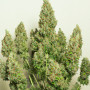 Семена конопли Auto Mazar от Divine Seeds - Smartshop-smartshop.ua®