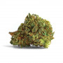 Семена конопли Auto Mazar от Divine Seeds - Smartshop-smartshop.ua®