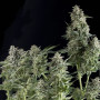 Cannabis seed variety Auto Northern Blue Fem