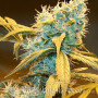 Cannabis seed variety Auto Northern Blue Fem