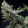 Семена конопли Auto New York Diesel Feminised Gold от Error Seeds - Smartshop-smartshop.ua®