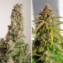 Cannabis seed variety Auto Orange Bud Feminised Silver