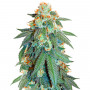 Cannabis seed variety Auto Orange Bud Feminised Silver