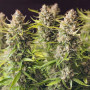 Cannabis seed variety Auto Orange Bud Feminised Silver