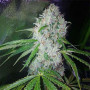Семена конопли Auto Pineapple Chunk Feminised Gold от Error Seeds - Smartshop-smartshop.ua®