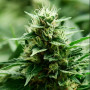 Семена конопли Auto Pineapple Chunk Feminised Silver от Error Seeds - Smartshop-smartshop.ua®