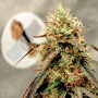 Cannabis seed variety AUTO POWER PLANT®