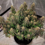 Семена конопли Auto Power Plant Silver regular от Error Seeds - Smartshop-smartshop.ua®